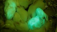 GlowingBunnies