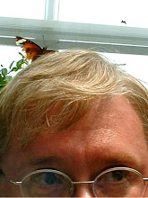 BasilButterfly