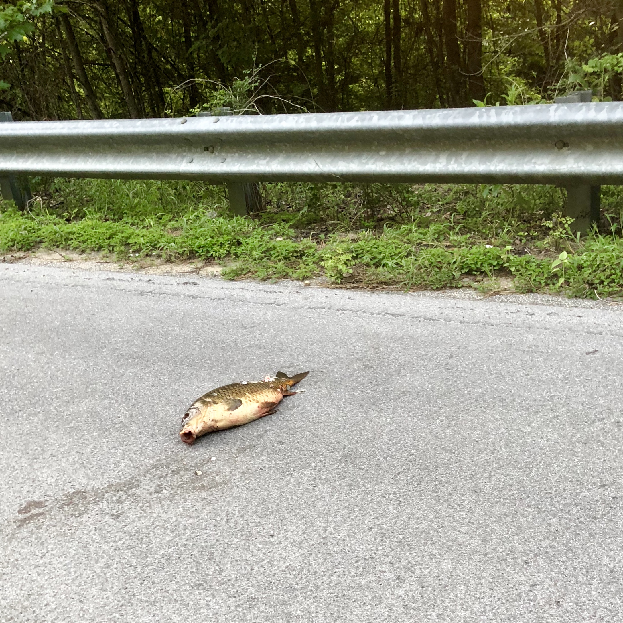 Fish roadkill